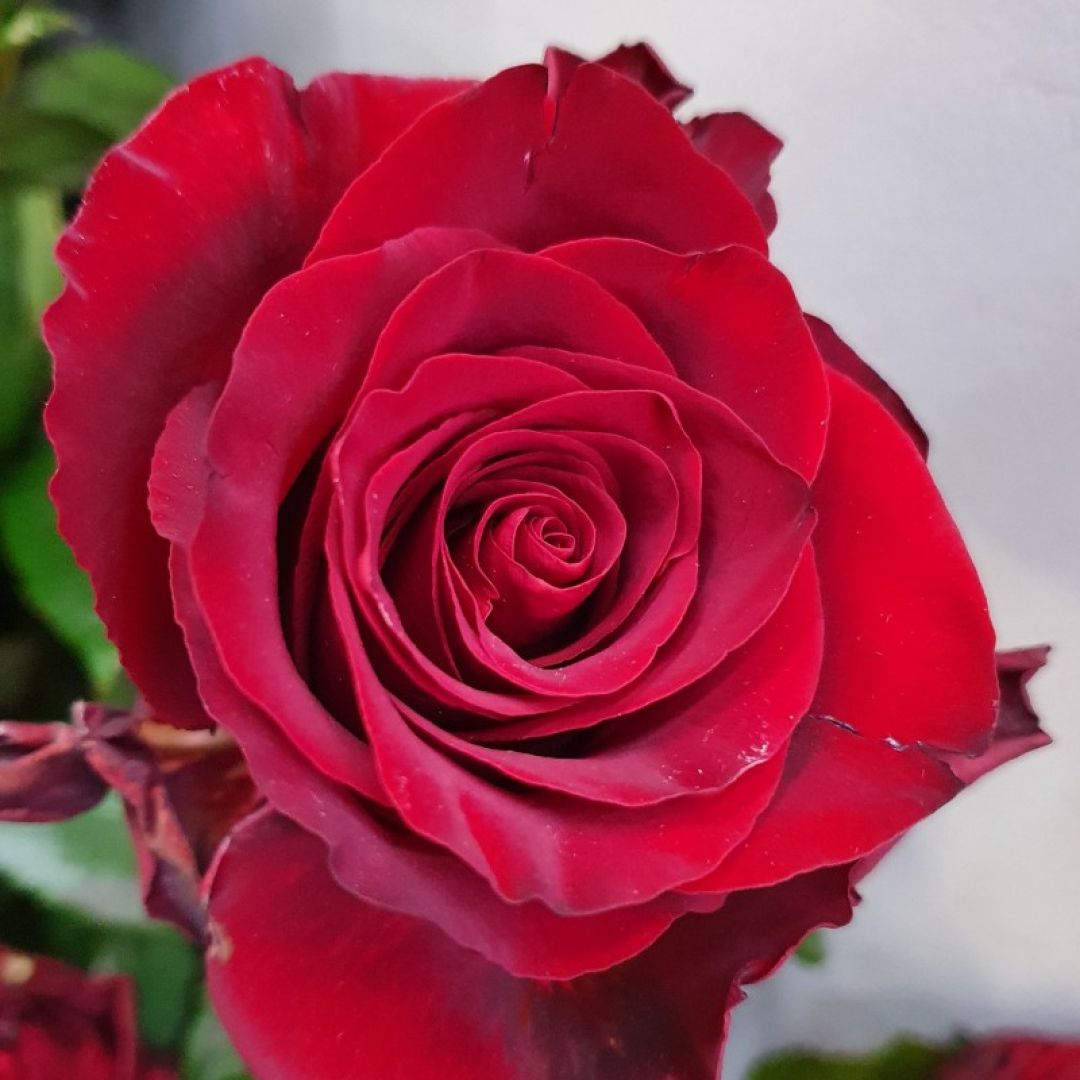 Růže ruze SPIN, spol. s r. o.