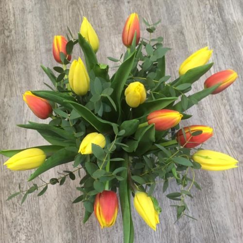 Tulipány 2 barev
